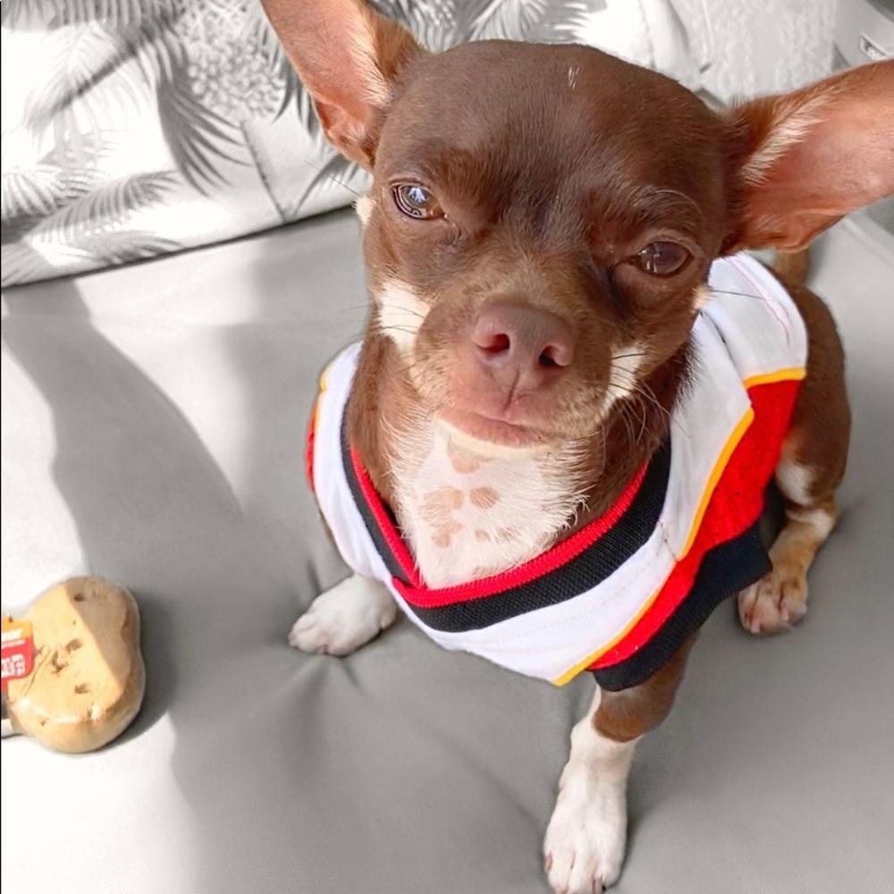 NBA Pet Jersey
